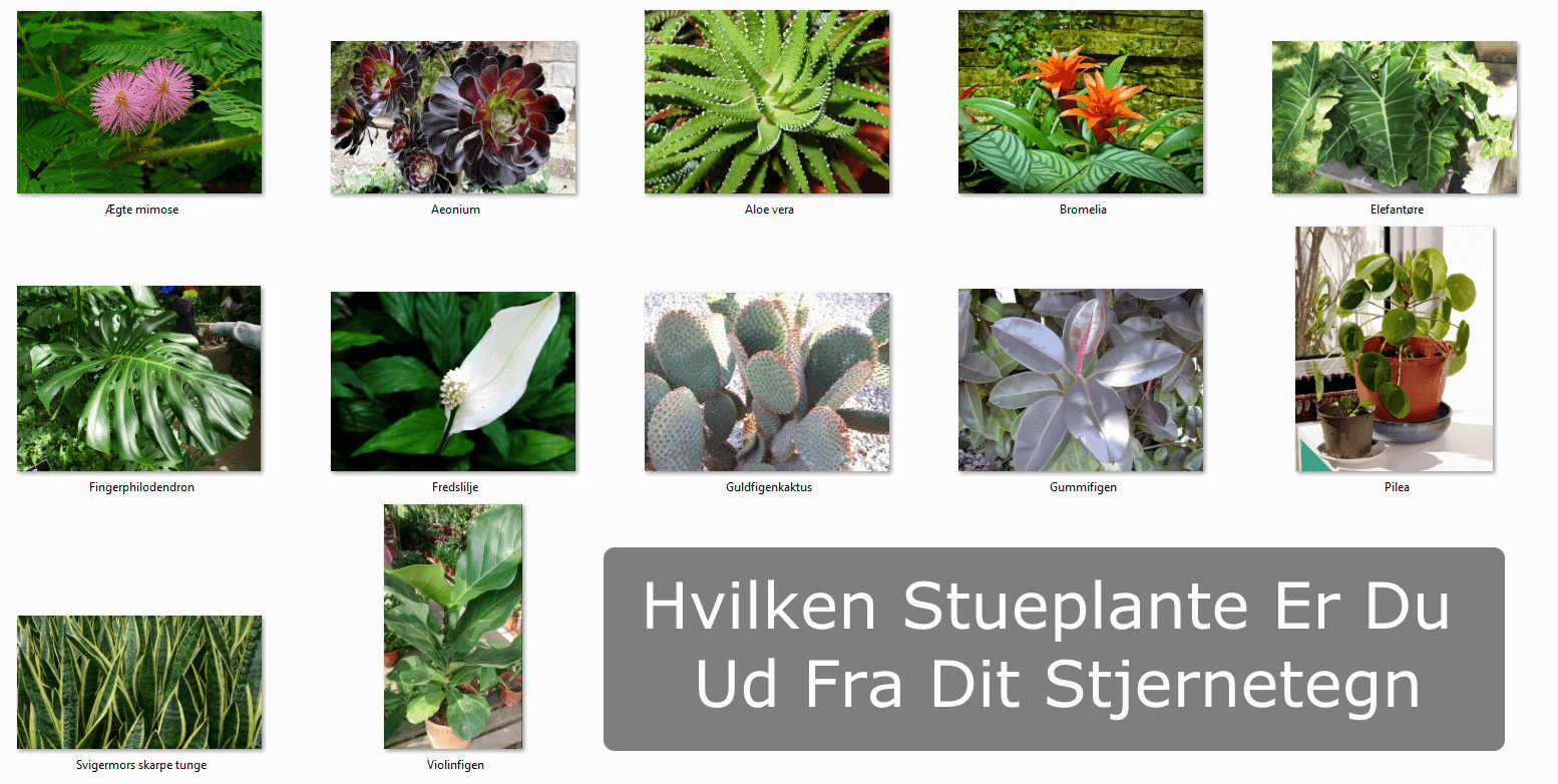 © Horoskopnettet.dk - 100% Gratis Horoskoper Hver Dag