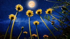 Fuldmåne: Alt, du behøver at vide om myter, fakta, påvirkninger og kalender
